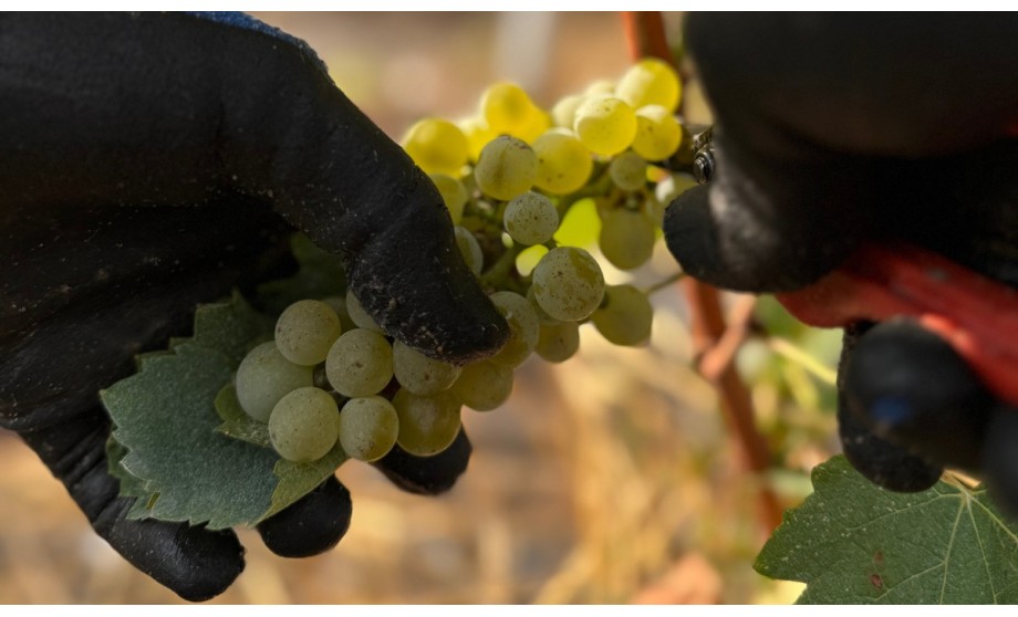 Bilan des vendanges 2025 !